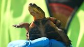 VIDEO: Consumers Energy releases little turtles rescued from Mid-Michigan Pipeline Project