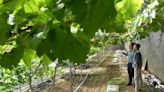 Chinese, French researchers study grape varieties to address climate change for wine