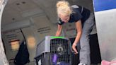 90 Shelter Animals Airlifted to the Northeast to Make Room for Pets Affected By Hurricane Ian