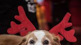 Chewy experts share top tips to keep your pets safe during the holidays, travel