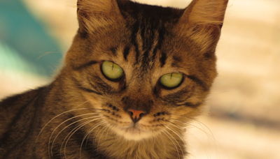 Mom ‘Encroaches’ on Cat’s Personal Bed and His Reaction Is Too Funny