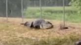 ‘Good boy’: Deputies wrangle ‘dinosaur’ gator near school
