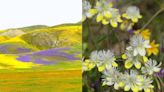 Carrizo Plain en California le da la bienvenida a la primavera con hermosas flores de colores