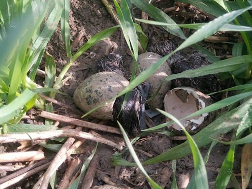 Farm flying high as record endangered birds breed