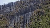 El incendio de Gran Canaria ha quedado estabilizado por completo esta madrugada