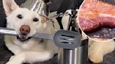 Hilarious Husky Shows Her Love For Bacon In Viral Video