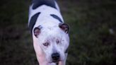 Precious One-Eyed Dog Is So Overjoyed To Be Adopted