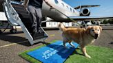 Una aerolínea lanzó vuelos aptos para perros: de qué se tratan