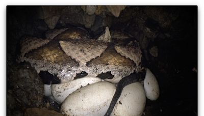 八仙山百步蛇野外護卵孵化記錄片網路發布 遊客中心同步推特展
