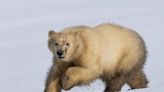 Our garbage is threatening polar bears — but there are solutions, new report says