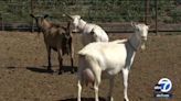 A dozen goats stolen from Ontario farm, including babies, pregnant mothers