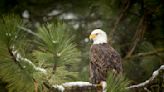 ‘Killing spree’: Men charged with killing bald eagles