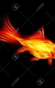 A Goldfish of the Flame