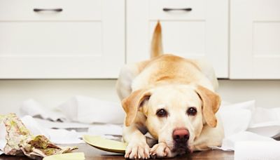 10 Best Ways to Pet-Proof Your Home