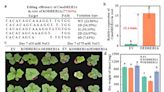 Molecular mechanism of CmoDREB2A and CmoNAC1 in pumpkin regulating the salt tolerance of grafted cucumber revealed