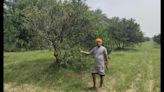 Drying of kinnow trees in Abohar worries growers