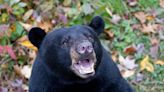 District of North Vancouver joins the ranks of Bear Smart Communities