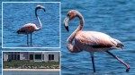 First-ever American flamingo to visit New York spotted in East Hampton pond