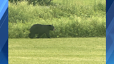 Police: Bear moving on in Cumberland County