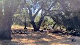 Falling tree limb injures six, one seriously, at California park, firefighters say
