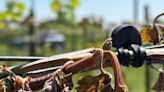 'Fruit is out there': What to know about Vermont apple crop's surprising comeback