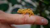 Chester Zoo celebrates ‘first breeding’ of rare chameleon in the UK