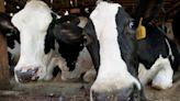Michigan Dairy Farmers Are Slated to Start Transforming Milk Into Fuel