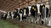 Cows have human flu receptors, study shows, raising stakes on bird flu outbreak in dairy cattle