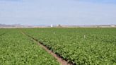 'There's an opportunity here': Program paying farmers to use less water yields dividends