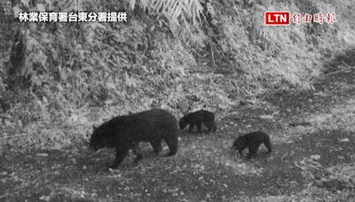 熊媽媽帶2隻熊寶寶逛利嘉林道 爬山壁身手矯健(林業保育署台東分署提供) - 自由電子報影音頻道