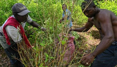 Por qué hay un exceso de oferta de hoja de coca y cocaína en América Latina (y qué repercusiones está teniendo esto en la región y el mundo)