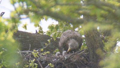 Two white-tailed eagle chicks fledge in success for English reintroduction bid