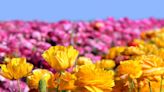 The Flower Fields at Carlsbad Ranch prepares to show off colorful display