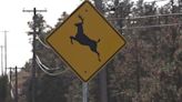 Man injured when he hit deer with motorcycle near Lead