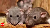 Hantavirus in US: Deadly rat disease kills four; health officials on alert - Times of India