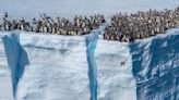 Baby Penguins Jump Off 50-Foot Cliff in First-of-Its-Kind Drone Footage