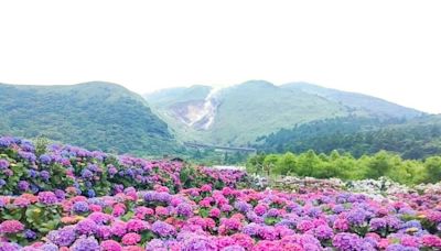 季節限定「繡球花」來了！ 賞花專車來回接駁 大地酒店帶您探索花海之美 | 蕃新聞