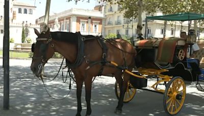 Olas de calor en Sevilla: pausas a mediodía y más fuentes para proteger a los caballos de las calesas