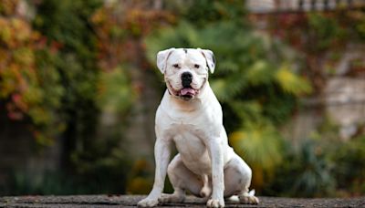 32 facts about American Bulldogs