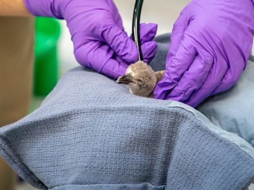 Humboldt penguin chick hatches at Lincoln Children’s Zoo