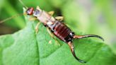 7 ways to get rid of earwigs and keep them away from your home