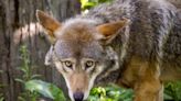 Red Wolf born at Roger Williams Park Zoo could be set free, but survival isn't guaranteed