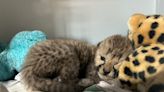 Cheetah cub 'adopted' by mother at Cincinnati Zoo, increasing his chances at survival