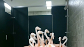 Flamingos pack into Florida park bathroom, seeking safety from Ian in a 'hurricane party'