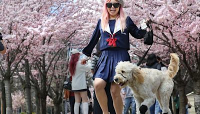 Toronto cherry blossoms are blooming early. Here’s where you can see them now