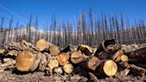 Why cutting down trees may be the best way to save forests from wildfires