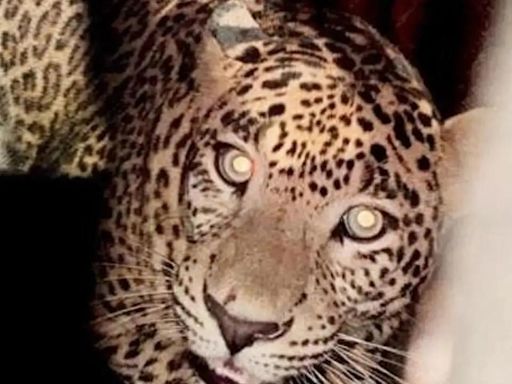 Temple priest killed in a leopard attack in Udaipur’s Goguda