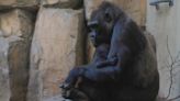 Baby gorilla bonding with surrogate mother at Cleveland Metroparks Zoo