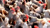 'An appalling scandal': Government taken to court over chicken poo in River Wye