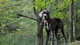 Gentle giants: Are Great Danes prone to health concerns?